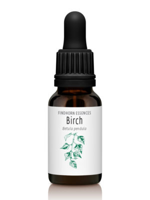 Birch - VISION