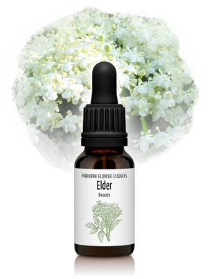 Elder - BEAUTY