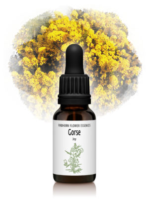 Gorse - JOY