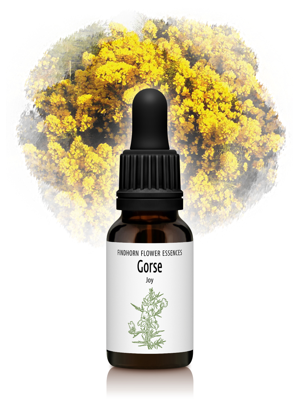 Gorse - JOY