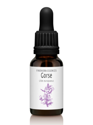 Gorse - JOY