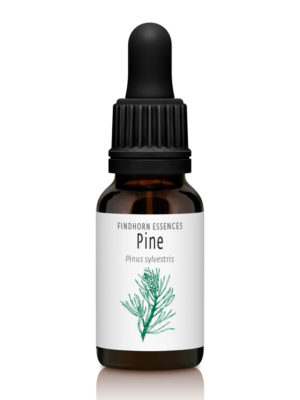 Pine - WISDOM