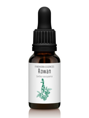 Rowan - FORGIVENESS