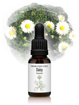 Daisy - PROTECTION
